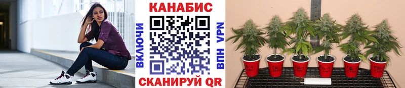 Купить где  Аргун  Бошки марихуана конопля 